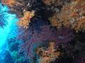 Soft Coral in Cave