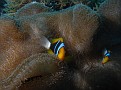 Two Anemone Fish