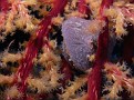 Closeup of Soft Coral and small clam