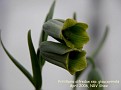 Fritillaria alfredae ssp. glaucoviridis