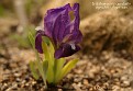 Iris chamaeiris var. campbellii