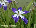 Iris laevigata 'Colchesterensis'