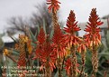 Aloe microstigma ssp. framesii