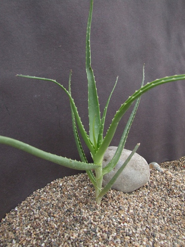 Aloe Aloe isaloensis,
