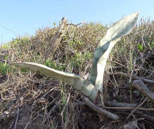 533 Sansevieria sp. on the top of the dunes close to the Indian Ocean, Xai-Xai, Mozambique. Variable plants