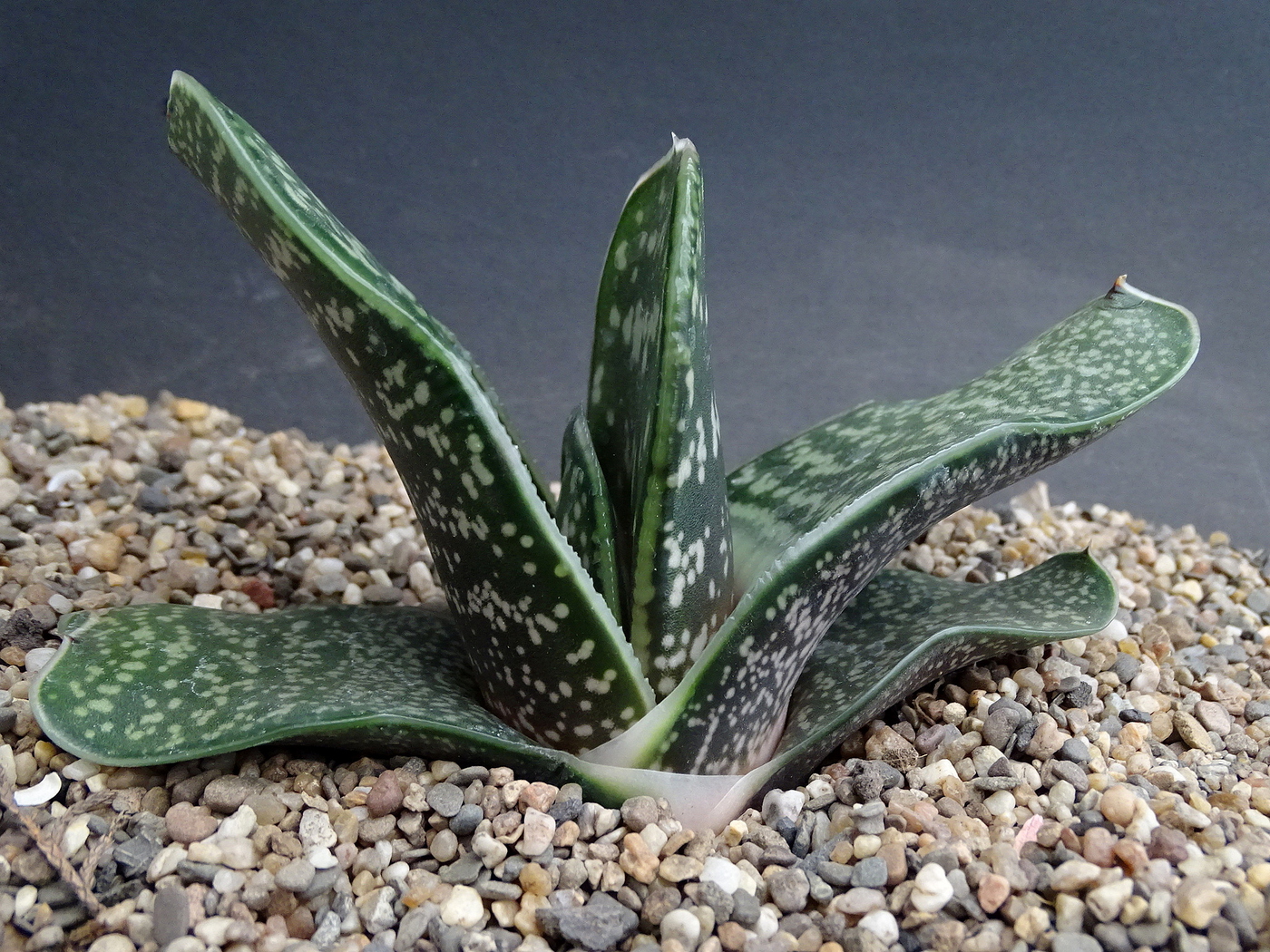 Гастерия (Gasteria)