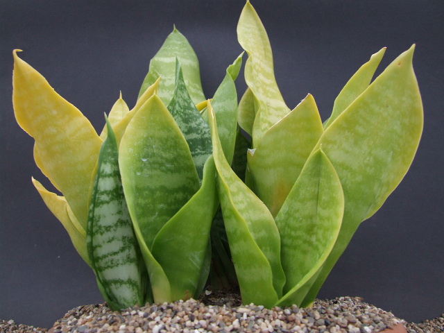 sansevieria groß kaufen Sansevieria Moonshine (Bogenhanf) (M) kaufen? | Remus main image 1