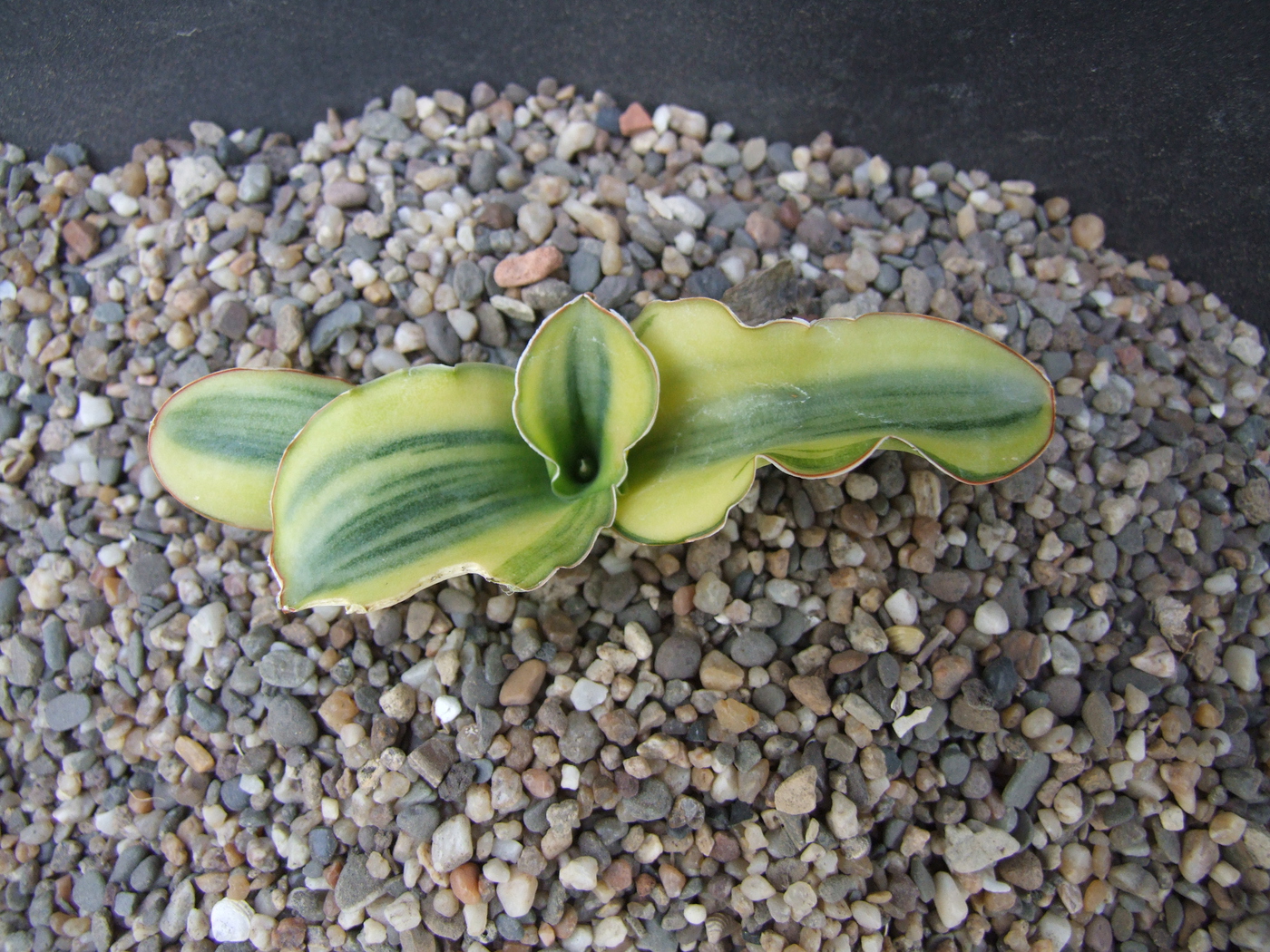 Photo: Sansevieria 'Katana' variegated | Sansevieria. album | Cok  Grootscholten Succulent World ..