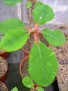 Euphorbia iharanae