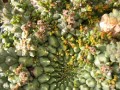 Euphorbia gorgonis + Viscum minimum in