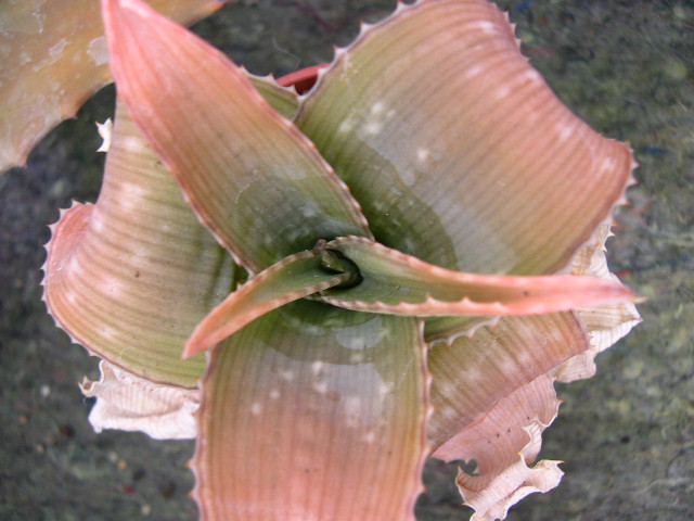 Aloe duckeri