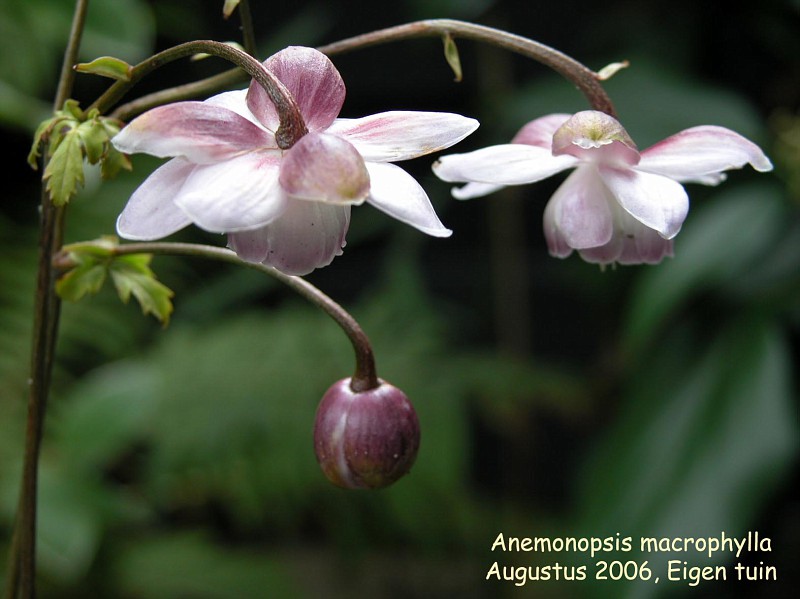 Anemonopsis macrophylla