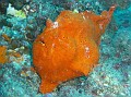 Frog Fish (very hard to find)
