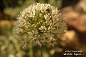 Allium texanum