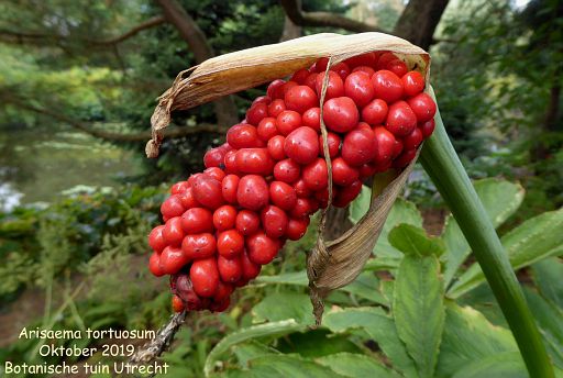 Arisaema tortuosum (fruit)
