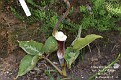 Arisaema sikokianum var. bicolorifolium