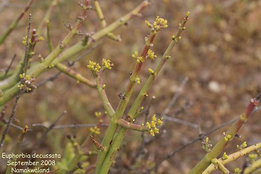 Euphorbia decussata