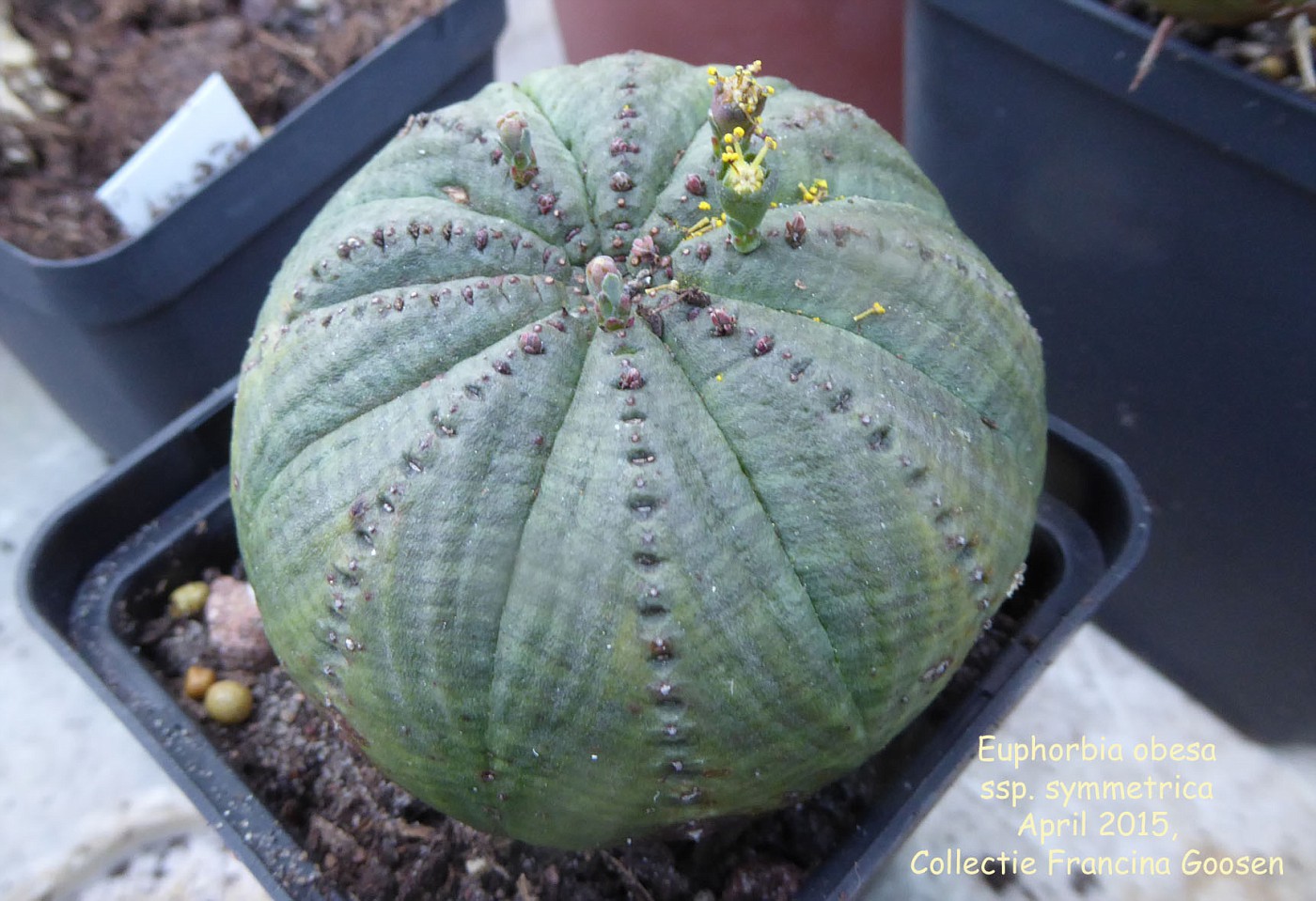 Euphorbia obesa ssp. symmetrica