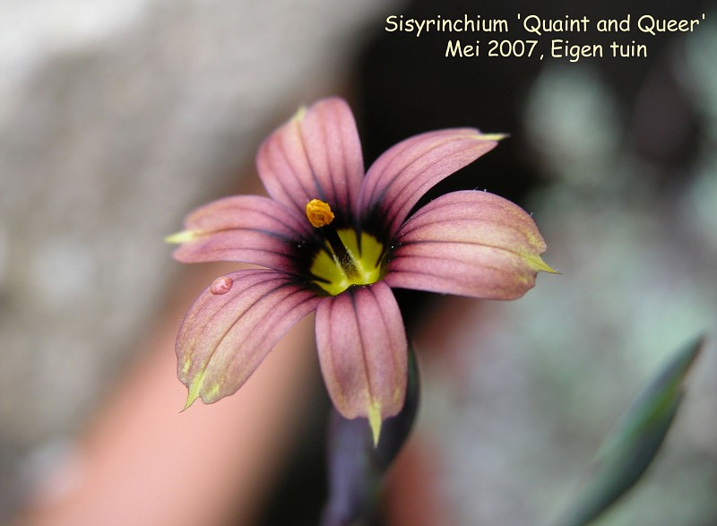 Sisyrinchium 'Quaint and Queer'