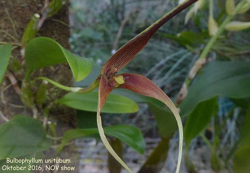 Bulbophyllum unitubum