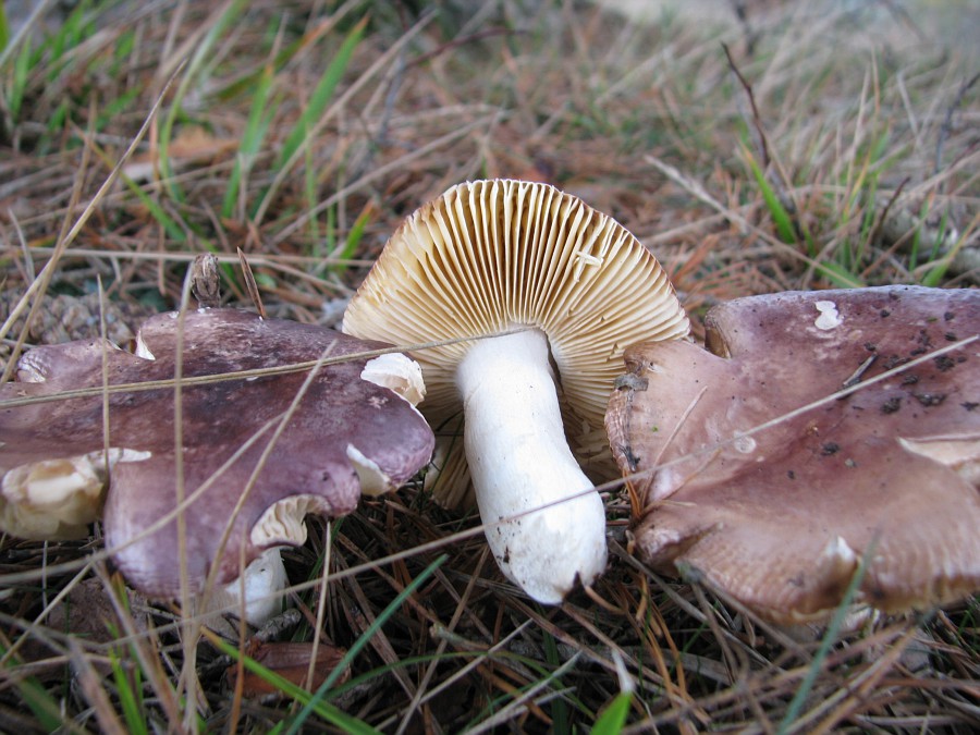 kerassentials fungus