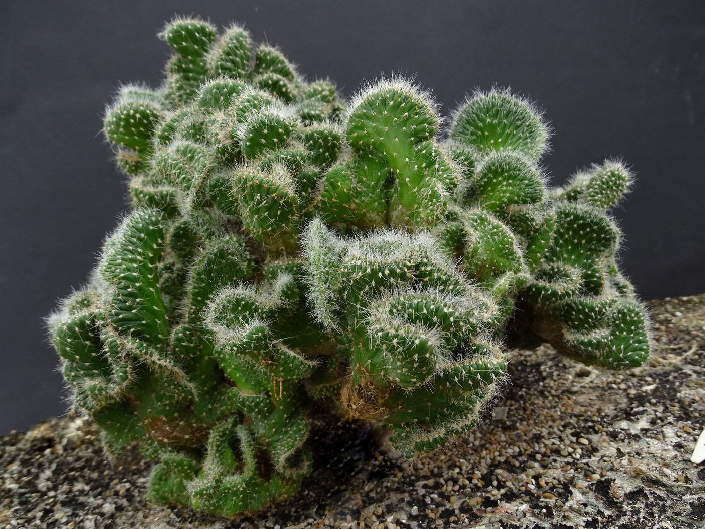 Photo: Opuntia cylndrica fa. cristata | Cactus Opuntia album | Cok  Grootscholten Succulent World ..