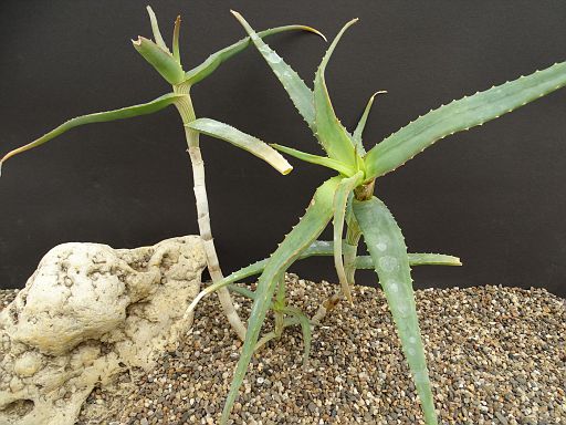 Aloe acutissima v. itampolensis It.