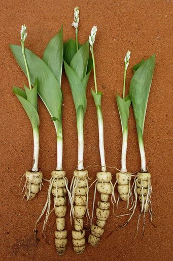 153 Kabuyea hostifolia. Metuge District. Mozambique. Here the corms are eaten