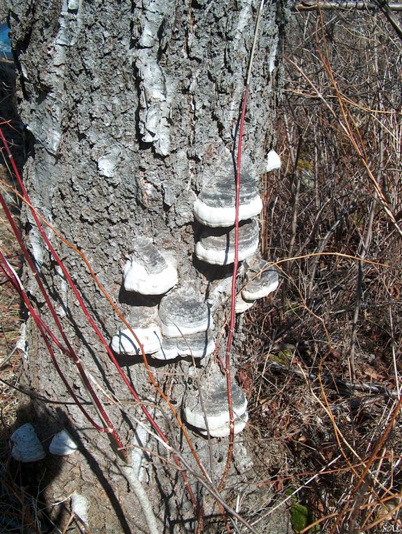 kerassentials fungus