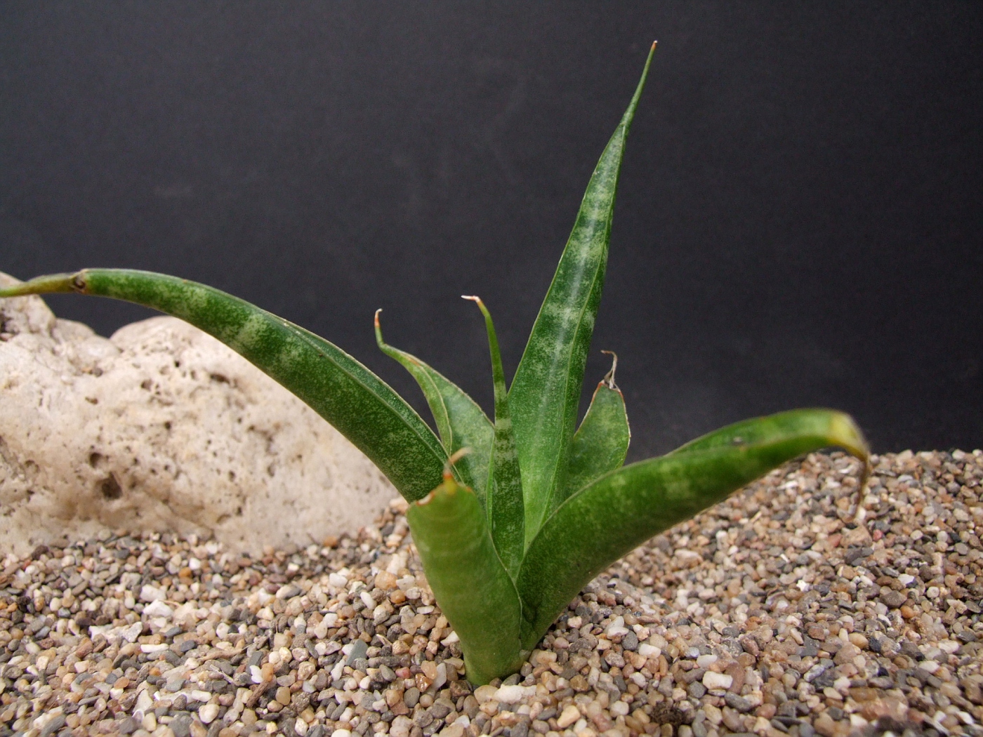 sansevieria francisii Dracaena/Sansevieria francisii Bunlue Torch