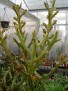 Euphorbia stenoclada v. ambatofinandrahana