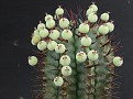 Euphorbia horrida seeds