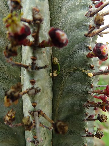 Euphorbia horrida v. striata + seed start