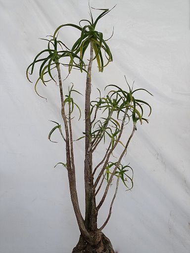 Aloe pluridens 3