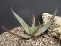 Aloe chrysostachys
