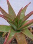 Aloe capitata v. gneissicola