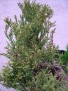 Crassula muscosa v. obtusifolia