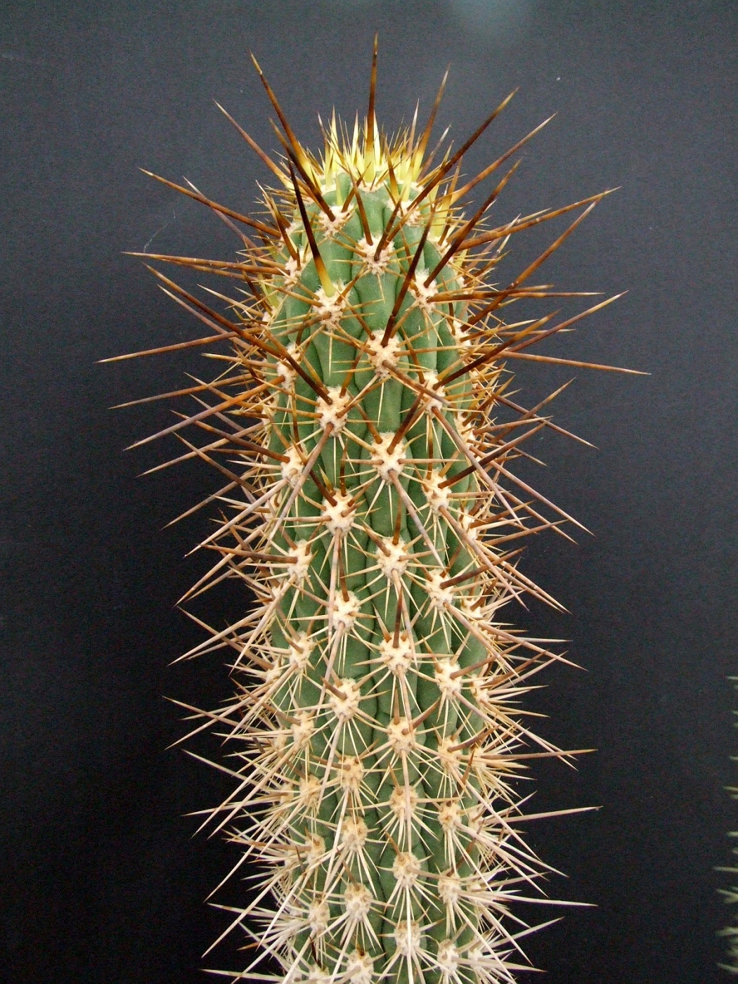 Photo: Echinopsis chiloensis | Cactus Cereus. album | Cok Grootscholten ...