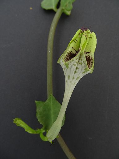 Ceropegia sandersonii x radicans ssp. smithii