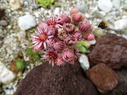 Sempervivum flower
