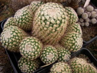 Photo: Mammillaria eichlamii | Cactus Mammillaria album | Cok Grootscholten  Succulent World ..