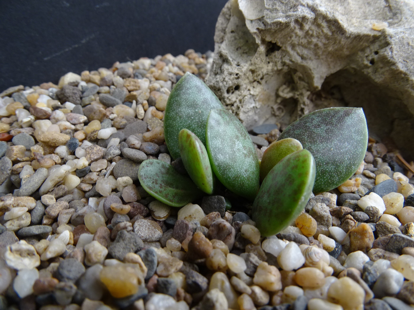 Adromischus pulchellus