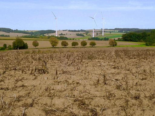 ... warten auf die Ernte