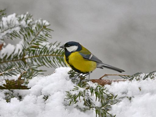 Neuschnee