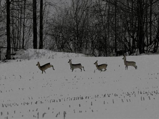 Quartett in der Dämmerung
