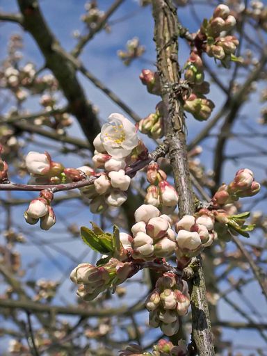 Die Kirschblüte beginnt