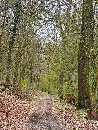 Der Wald grünt
