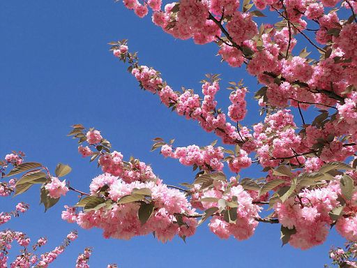 Kirschblüte