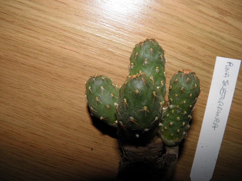 Photo: P9230037 | Augalai i http://www.cactus-art.biz/catalog/en/ 2012m.  album | Migmig | Fotki.com, photo and video sharing made easy.