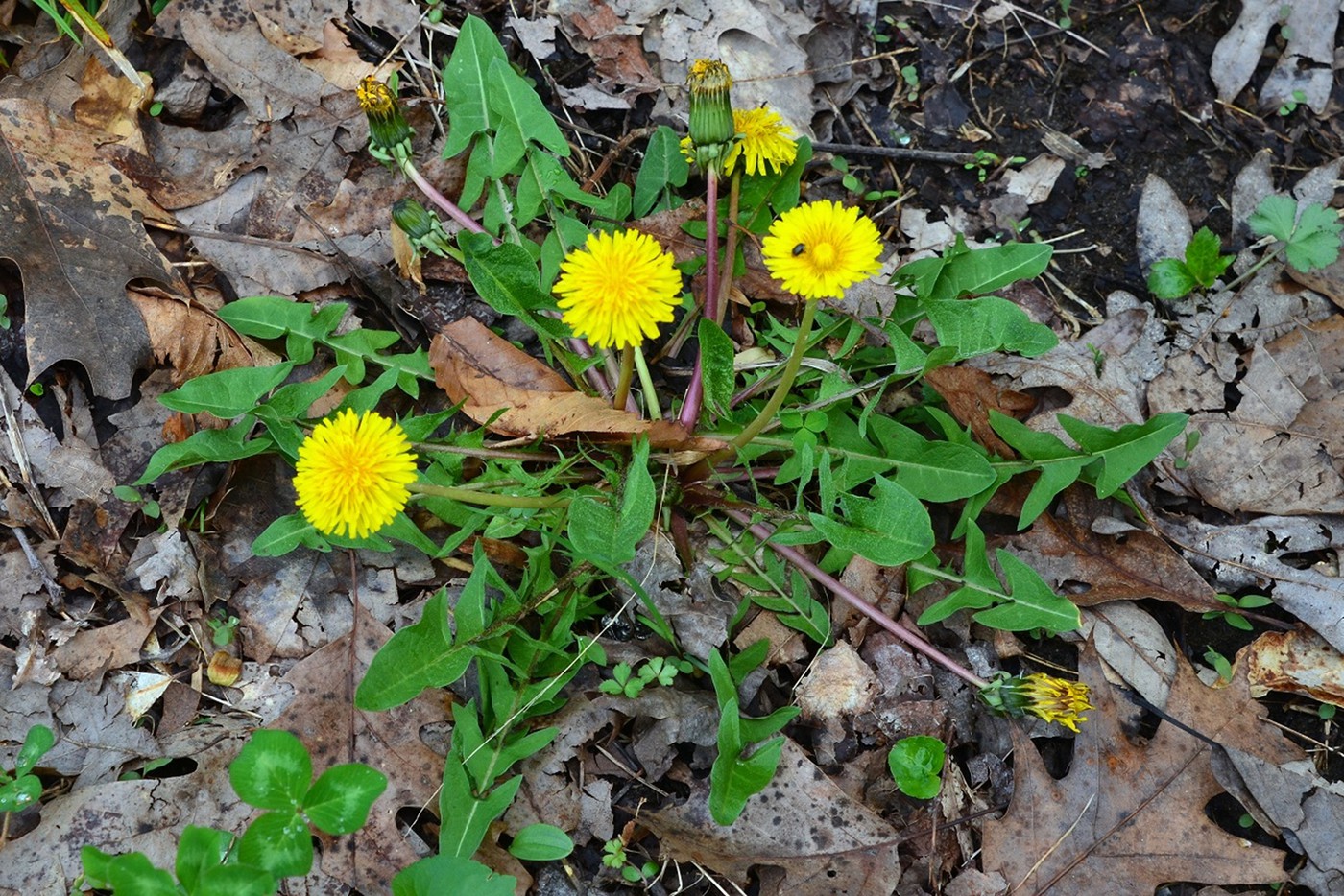 Dandelion_Vs_Wildlettuce_1-vi.jpg
